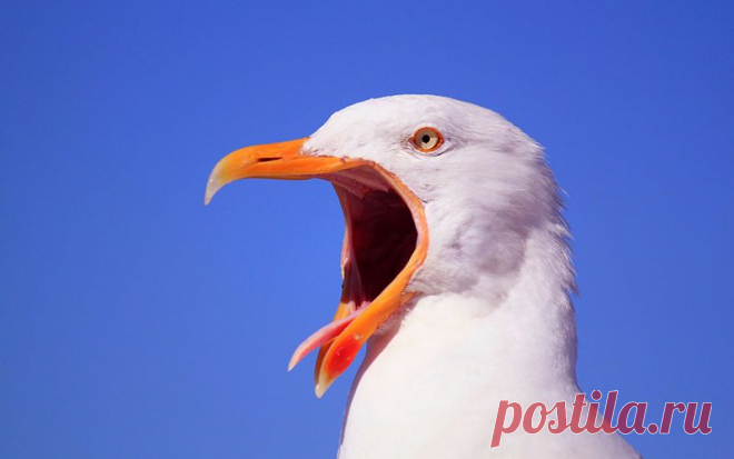 Как научиться не повышать голос на ребенка - Советы опытных мам - Дети Mail.Ru