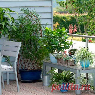 Почва. Открытый воздух летом. Вид и здоровье ваших растений зависят от качества почвы. Хороший субстрат должен быть достаточно питательным, воздухо- и водопроницаемым. Прежние поколения цветоводов обыкновенно составляли специальные почвенные смеси для разных типов растений, которые можно найти в любом специализированном магазине. И лишь немногие растения требуют специальные смеси.