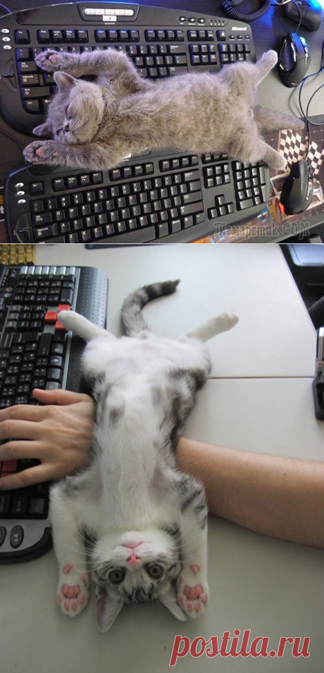20 кошек, которые плевать хотели на твоё личное пространство