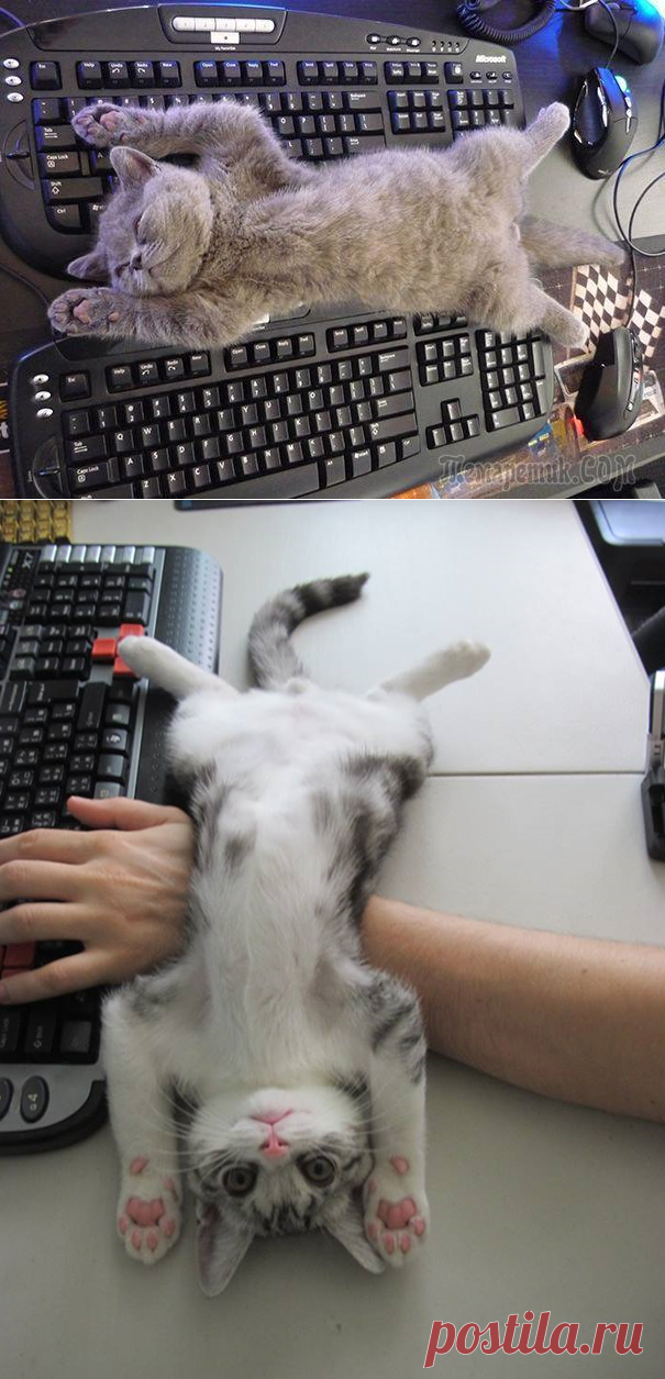 20 кошек, которые плевать хотели на твоё личное пространство