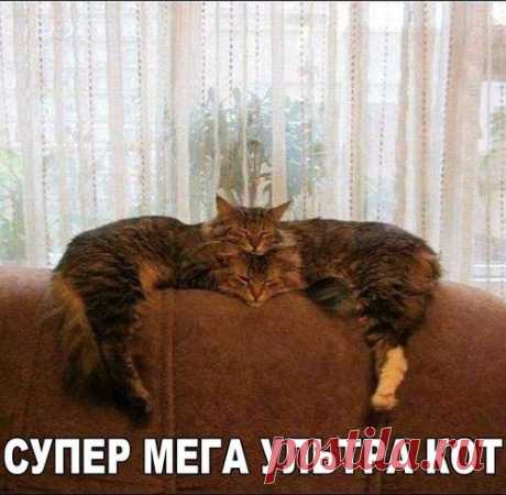 Уфф!!! Ну наконец-то! Котоматрицы великолепные, каждая с улыбкой и хорошим настроением!