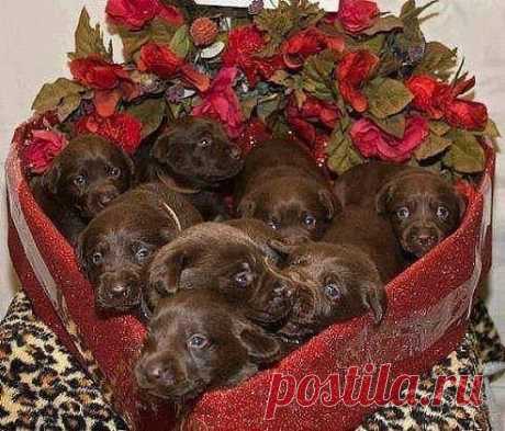 Коробка шоколадок)))