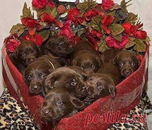Коробка шоколадок)))