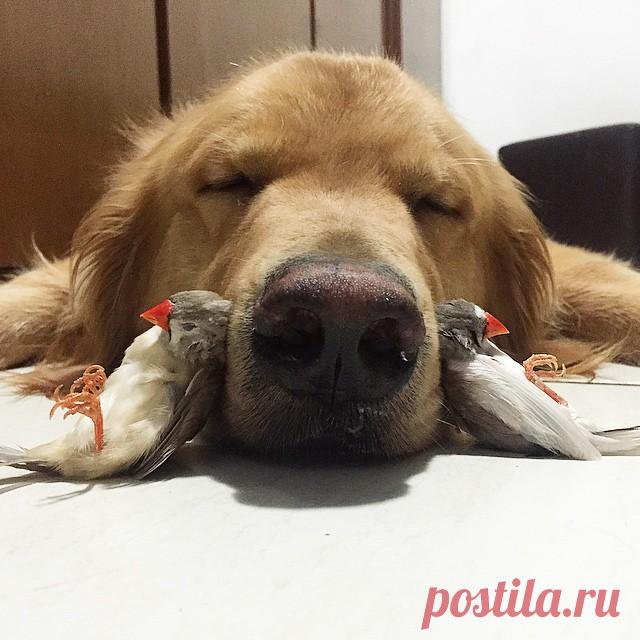 A Dog, 8 Birds And A Hamster Are The Most Unusual Best Friends Ever | Bored Panda