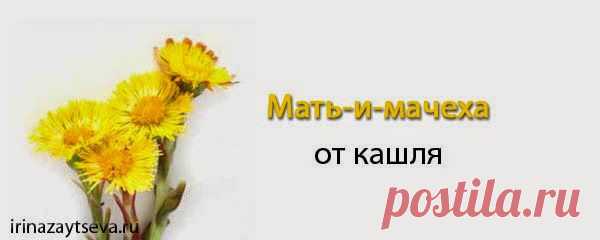 Мать-и-мачеха от кашля