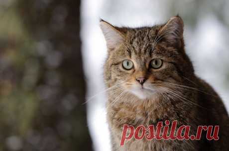 Wildkatze im Winterfell - Naturbild-Galerie: Wildkatze - Fokusnatur Naturfotografie