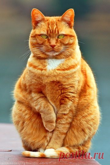 Cats is my love