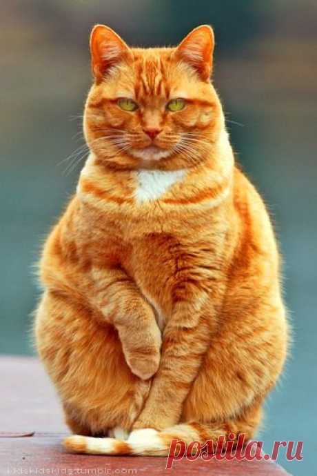 Cats is my love