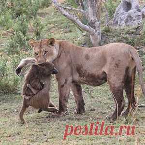 Обычное дело - львица убила бабуина. Но то, что произошло дальше, повергло фотографов в ступор - МирТесен