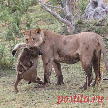 Обычное дело - львица убила бабуина. Но то, что произошло дальше, повергло фотографов в ступор - МирТесен