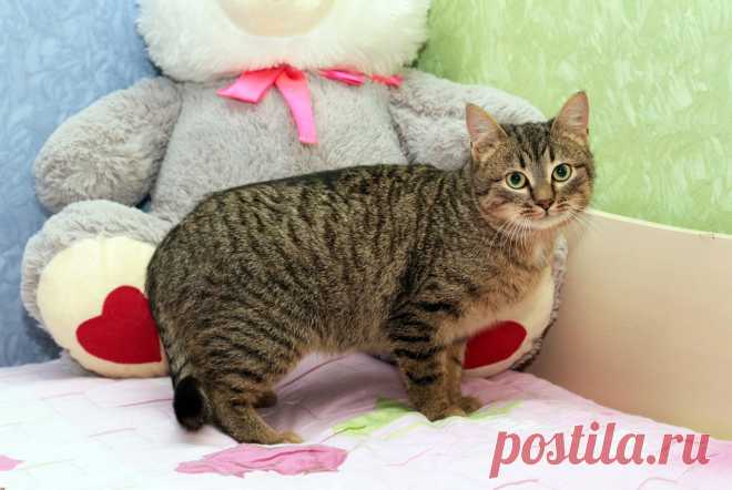 Внимание, укотовители! Не пропустите! 
Санкт-Петербург!Внимание, укотовители! Маленькое зеленоглазое чудо ищет свою любящую семью! 

Красавица Дуная - невероятно ласковое, нежное и преданное создание камышового окраса с плотной плюшевой ш…
