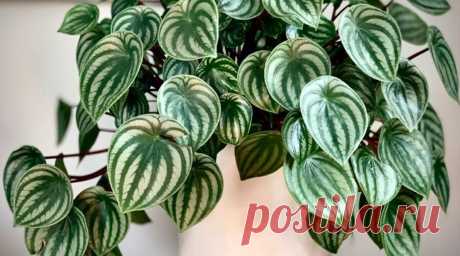 Фото: Пеперомия Аргирея (арбузная) (Peperomia argyreia) | Комнатные цветы и растения
