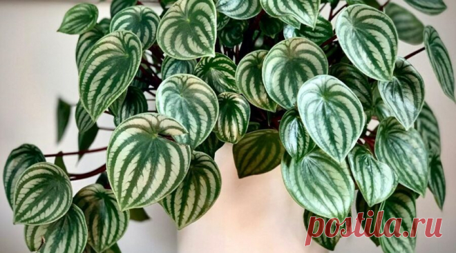 Фото: Пеперомия Аргирея (арбузная) (Peperomia argyreia) | Комнатные цветы и растения