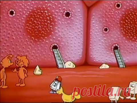 ▶ откуда берутся дети познавательный мультфильм.avi - YouTube