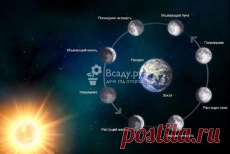 Как влияет луна на рост цветов и деревьев: благоприятные и негативные фазы развития
