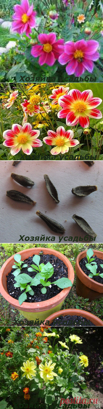 Посев однолетних георгин, выращивание и уход.