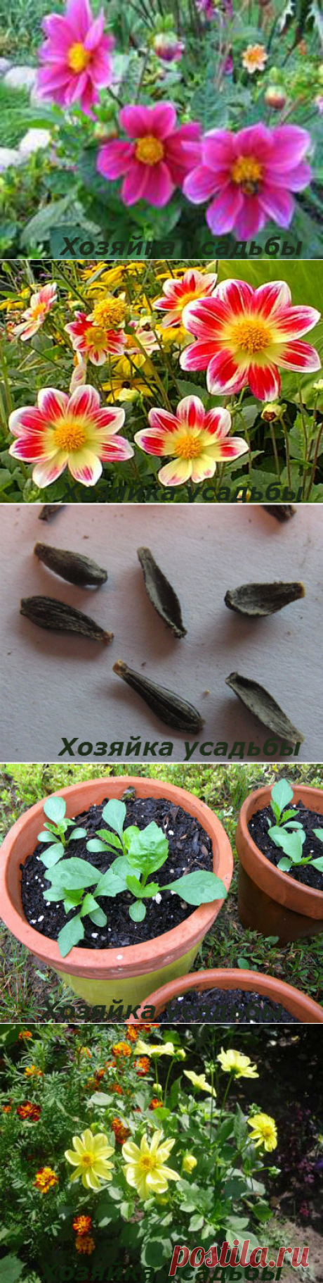 Посев однолетних георгин, выращивание и уход.