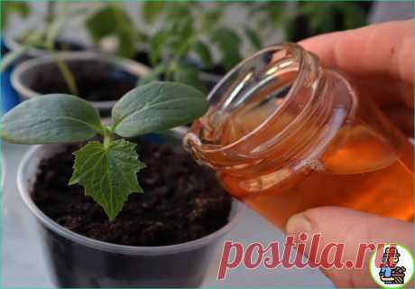 Удивитесь результату! Лучшие натуральные подкормки для огурцов | 6 соток