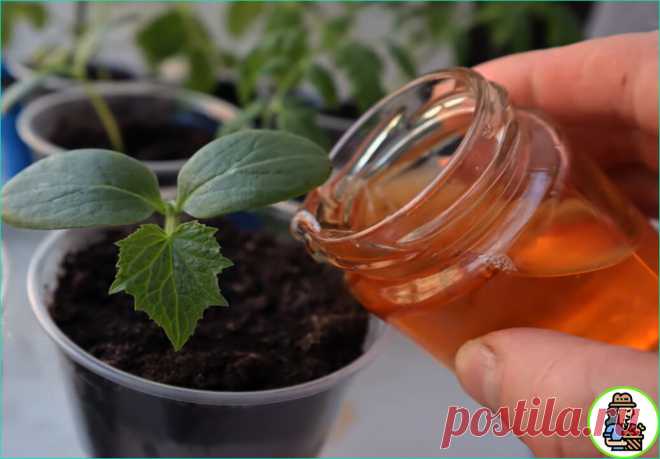 Удивитесь результату! Лучшие натуральные подкормки для огурцов | 6 соток