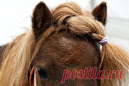 Двух беременных породистых пони обстреляли из винтовки в российском регионе. В Красноярском крае неизвестные обстреляли из усиленной пневматической винтовки двух беременных породистых пони, лечивших детей по программе реабилитации через верховую езду. В результате одно из животных получило три пулевых ранения, но его еще можно выходить. Второго, по мнению хозяйки, уже не спасти.