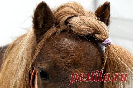 Двух беременных породистых пони обстреляли из винтовки в российском регионе. В Красноярском крае неизвестные обстреляли из усиленной пневматической винтовки двух беременных породистых пони, лечивших детей по программе реабилитации через верховую езду. В результате одно из животных получило три пулевых ранения, но его еще можно выходить. Второго, по мнению хозяйки, уже не спасти.