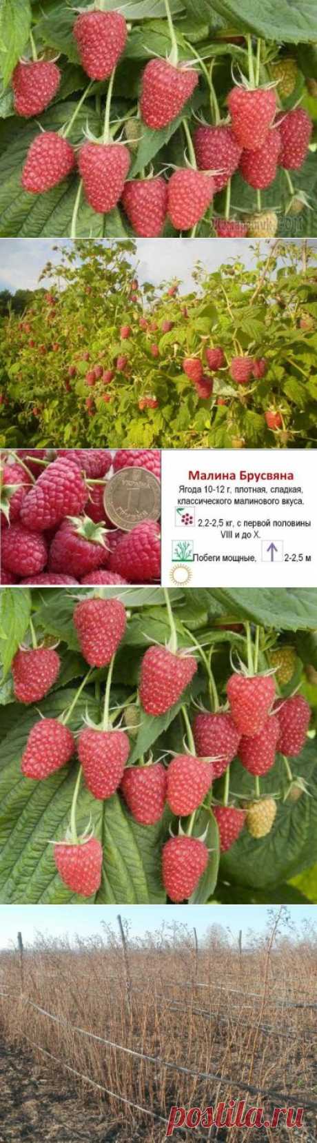 Малина Брусвяна — любимый сорт садоводов