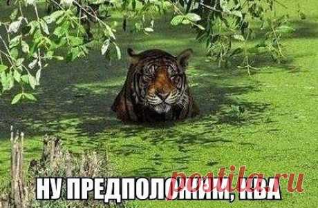ВИДЕО ЗДЕСЬ ПРИКОЛЬНОЕ,,АНЕКДОТЫ,СТИХИ,ЮМОР...