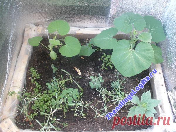 Женская Логика — Овощи и зелень на балконе