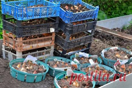 Пластиковые ящики: 6 способов применения в огороде | Садовод на даче Пульс Mail.ru