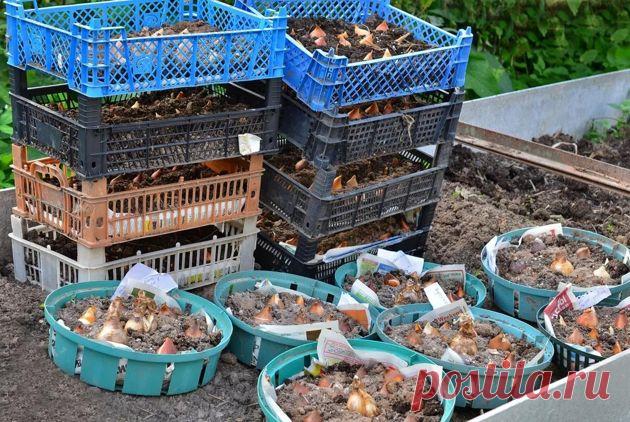 Пластиковые ящики: 6 способов применения в огороде | Садовод на даче Пульс Mail.ru