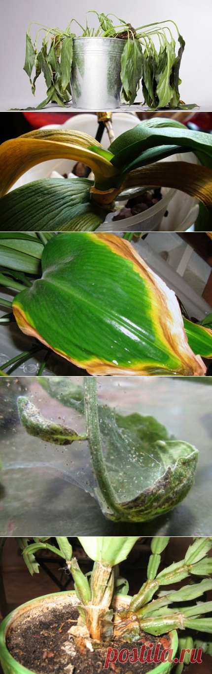 Всего 4 правила — и твои горшки с цветами никогда не будут выглядеть подобным образом!