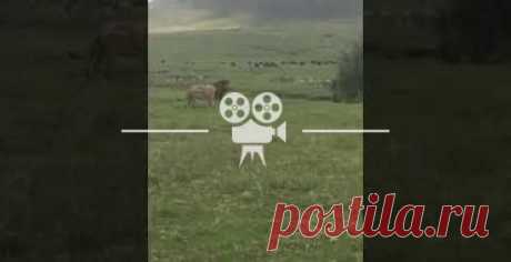 Маленькая, но очень храбрая собачонка прогнала сразу двух взрослых львов — самца и самку. Видео снято в заповеднике Нгоронгоро, в северной Танзании #Видео