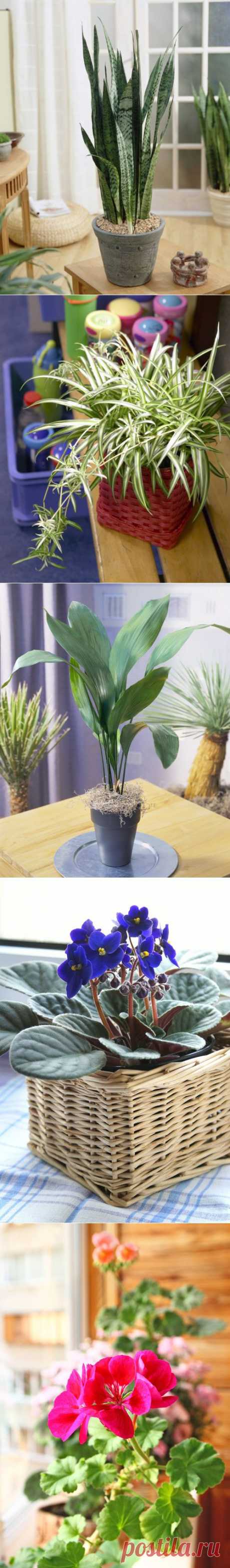 (306) Цветы для ленивых: 10 самых неприхотливых комнатных растений | статьи рубрики “Дом” | Леди@Mail.Ru