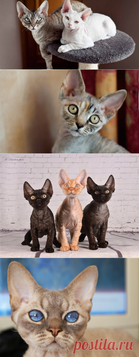 Кошки породы Девон-рекс