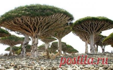 Остров Сокотра  - затерянный мир | Burabai