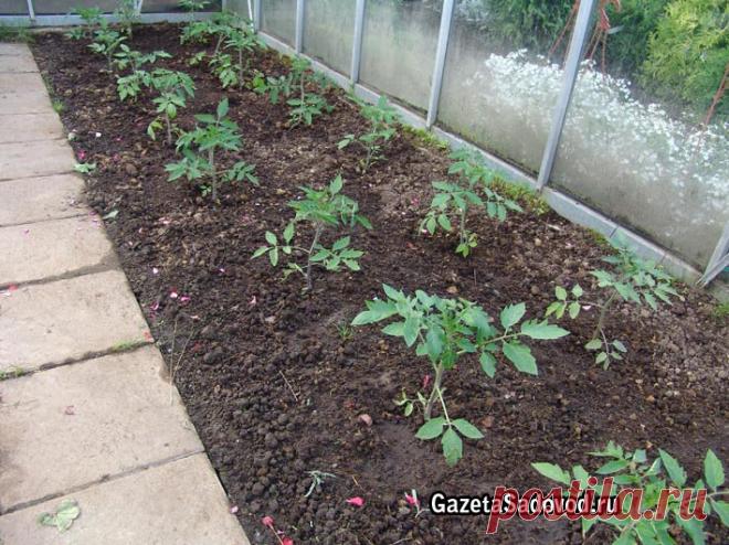 МАЙ: СЕЙ И САЖАЙ! » 