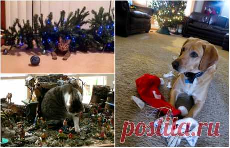 19 снимков, где домашние любимцы наглядно показывают свое отношение к новогодним праздникам . Милая Я