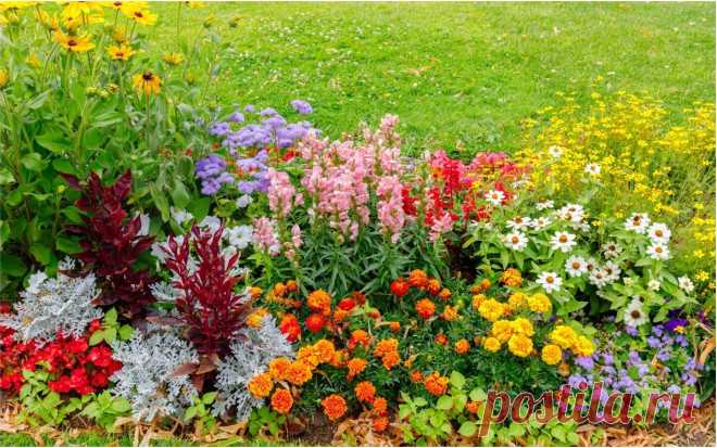 Цветник без забот: 20 растений, которые цветут, даже если вы про них забыли | Прочие многолетники (Огород.ru)