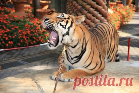 Природа, животные и птицы | Фотографии Александр Пехов | 407 фото