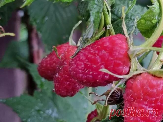 Чем поливать малину, чтобы ягоды были размером с грецкий орех. Крупная малина, которая едва помещается в ладони представляет собой результат точного расчета минеральных подкормок.