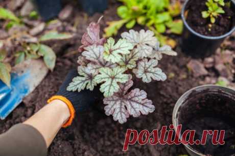 5 многолетников, которые нельзя делить осенью — не совершайте моих ошибок — Ботаничка