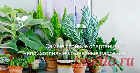Самые стойкие спартанцы — неприхотливые комнатные растения Самые выносливые, неприхотливые и стойкие комнатные растения не зря называют «спартанцами». Это проверенные, надежные компаньоны, которые будут красоваться и чувствовать себя прекрасно в условиях, в которых большинство их собратьев быстро зачахнет.