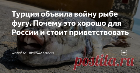 Турция объвила войну рыбе фугу. Почему это хорошо для России и стоит приветствовать Год назад мы писали про индийскую крылатку (Pterois miles). Этот житель Тихого и Индийского океанов в начале 90-х проник в Средиземное море через Суэцкий канал. Почти 20 лет рыба «акклиматизировалась» на новом месте, а с 2012 года начался стремительный захват территорий. В 2015 ее впервые поймали у самых южных берегов Турции, а через 5 лет уже нашли через 1000 километров в Измире. Эта очень...
