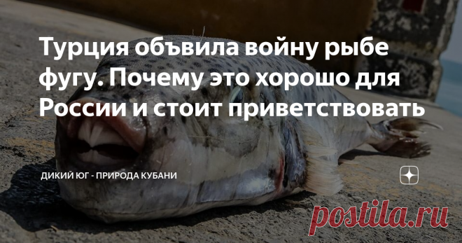 Турция объвила войну рыбе фугу. Почему это хорошо для России и стоит приветствовать Год назад мы писали про индийскую крылатку (Pterois miles). Этот житель Тихого и Индийского океанов в начале 90-х проник в Средиземное море через Суэцкий канал. Почти 20 лет рыба «акклиматизировалась» на новом месте, а с 2012 года начался стремительный захват территорий. В 2015 ее впервые поймали у самых южных берегов Турции, а через 5 лет уже нашли через 1000 километров в Измире. Эта очень...