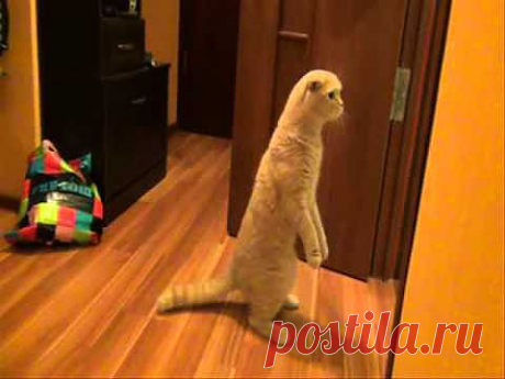 Видеоматериал. Любопытство делает чудеса с красавцем-котом, он превращается не то в суриката, не то в суслика.