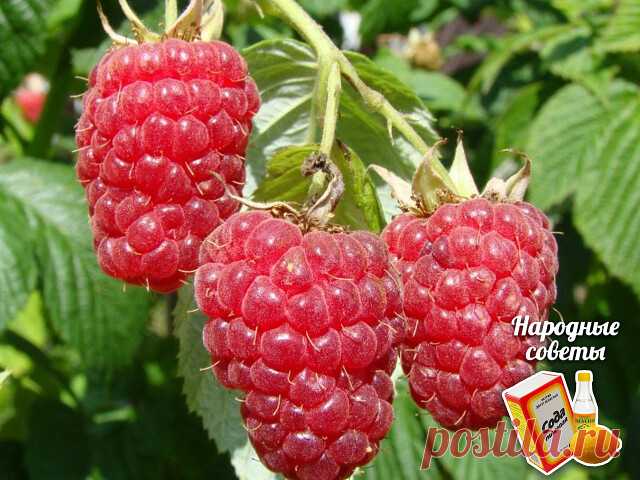 10 САМЫХ ЛУЧШИХ СОРТОВ МАЛИНЫ