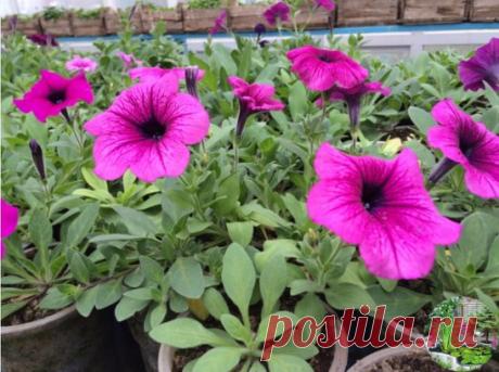 ОЧЕНЬ ПРОСТОЙ СПОСОБ ВЫРАСТИТЬ КРАСИВУЮ ПЕТУНИЮ 
 
У многих садоводов не получается вырастить петунию из семян. Я каждый год рассаду петунии выращиваю сама. И поверьте, её вырастить очень легко. Только есть несколько секретов, которыми я с удовольствием поделюсь. 
 
Раскладываю торфотаблетки в пластиковый контейнер. И заливаю теплой водой с добавлением «Гумистара» или «Биококтейля». Таблетки вырастают «на глазах». На каждую торфотаблетку положить по 1 грануле петунии. 
 
Сверху засыпаю снегом. Э