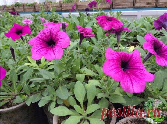 ОЧЕНЬ ПРОСТОЙ СПОСОБ ВЫРАСТИТЬ КРАСИВУЮ ПЕТУНИЮ 
 
У многих садоводов не получается вырастить петунию из семян. Я каждый год рассаду петунии выращиваю сама. И поверьте, её вырастить очень легко. Только есть несколько секретов, которыми я с удовольствием поделюсь. 
 
Раскладываю торфотаблетки в пластиковый контейнер. И заливаю теплой водой с добавлением «Гумистара» или «Биококтейля». Таблетки вырастают «на глазах». На каждую торфотаблетку положить по 1 грануле петунии. 
 
Сверху засыпаю снегом. Э
