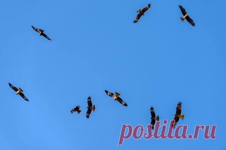 35PHOTO - Григорий Беденко - # Озеро Балхаш с высоты птичьего полета # Чёрные коршуны.