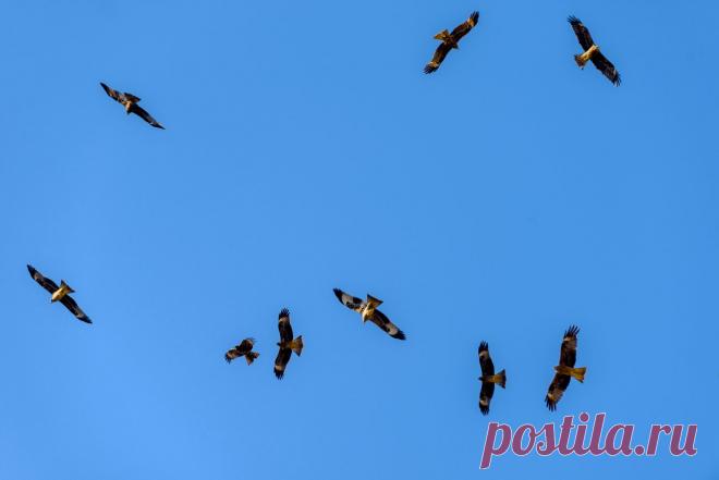 35PHOTO - Григорий Беденко - # Озеро Балхаш с высоты птичьего полета #  Чёрные коршуны.